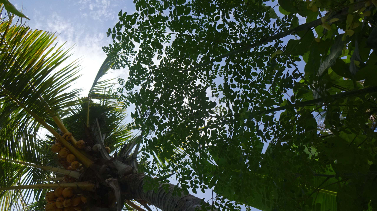 椰子の木とモリンガの様子