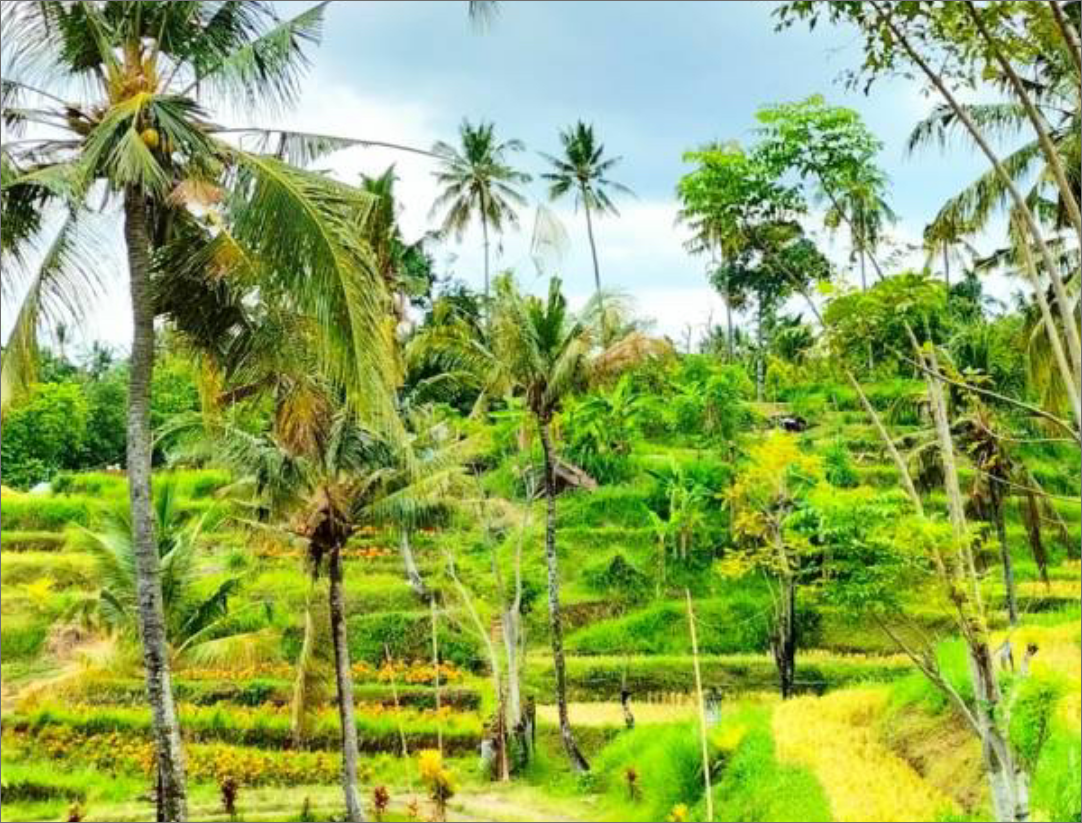 bariの写真の左画像